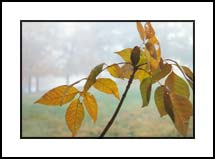 Foggy Leaves
