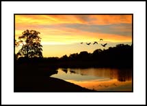 Lake Sun Geese