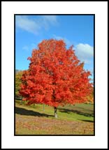 Red Tree