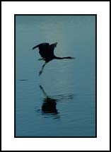 Heron Flying