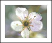 Apple Blossom