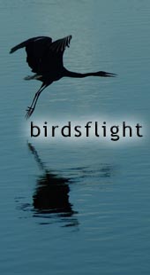 Birdsflight