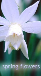 Spring Flowers