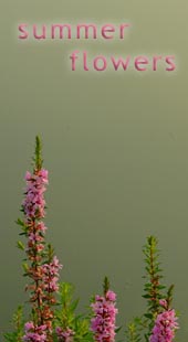 Summer Flowers